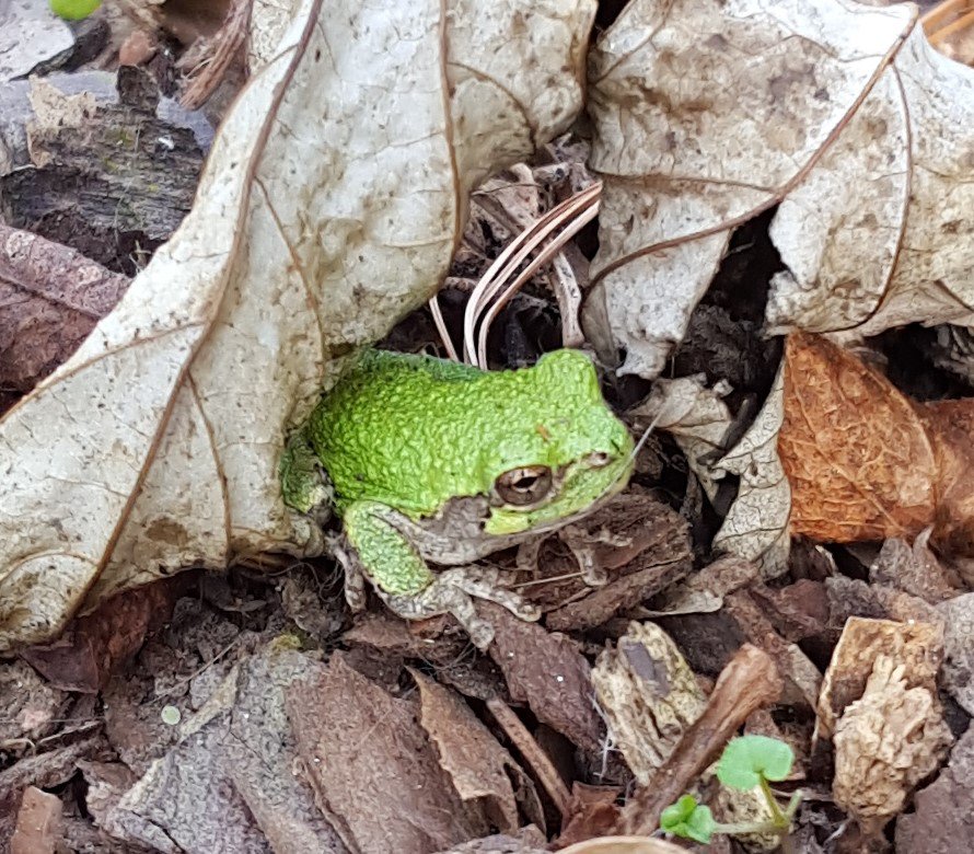 Frog in Fall leaves.jpg