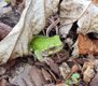 Frog in Fall leaves.jpg