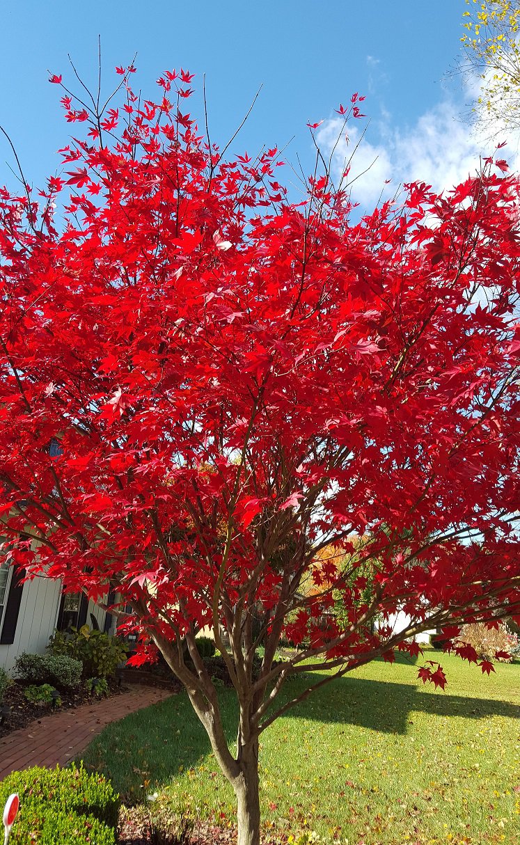 Japanese Maple in Red.new.jpg