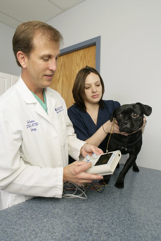 Local veterinary dermatologist talks pet health care