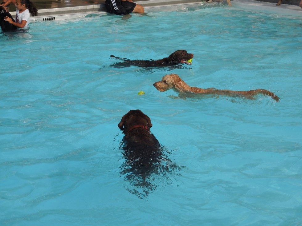 2014 Dog Splash_CourtesyofCityofPickerington.new.jpg