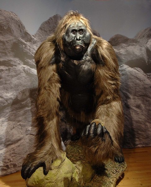 16.  Gigantopithecus model_DF.jpg
