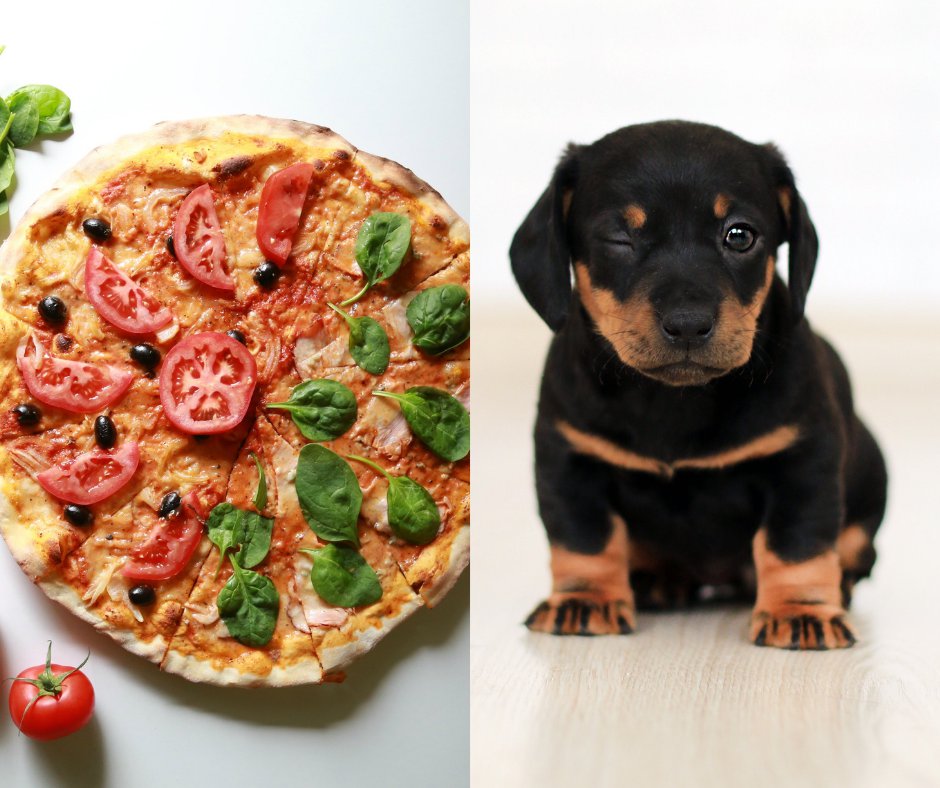 Pizza + Puppies.png