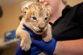 Lion Cubs 2019