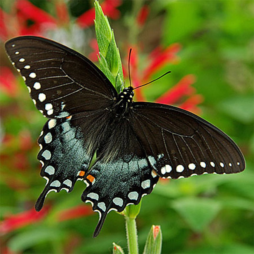 spicebush swallowtail butterfly.jpg