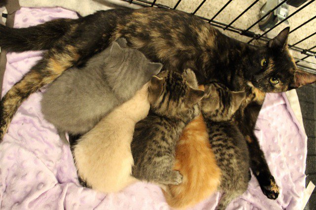 Dana Burkett’s foster cat and kittens.jpeg