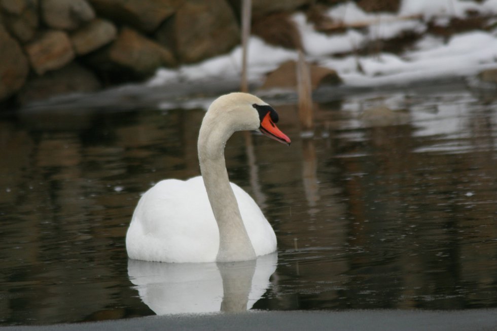 Mute Swan at Ballantrae, Larry Irvine