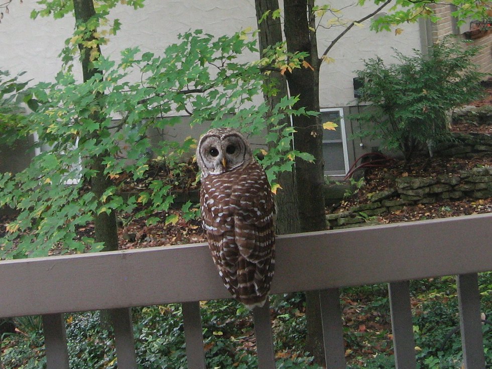 Owl on Deck, Robin Pickens