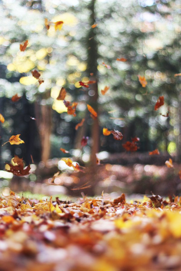 Autumn Leaves by Autumn Mott Rodeheaver.jpg