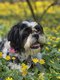 Boo in the buttercups at Scioto Grove Metro Park. Photo by Sharleen Newland2.jpg