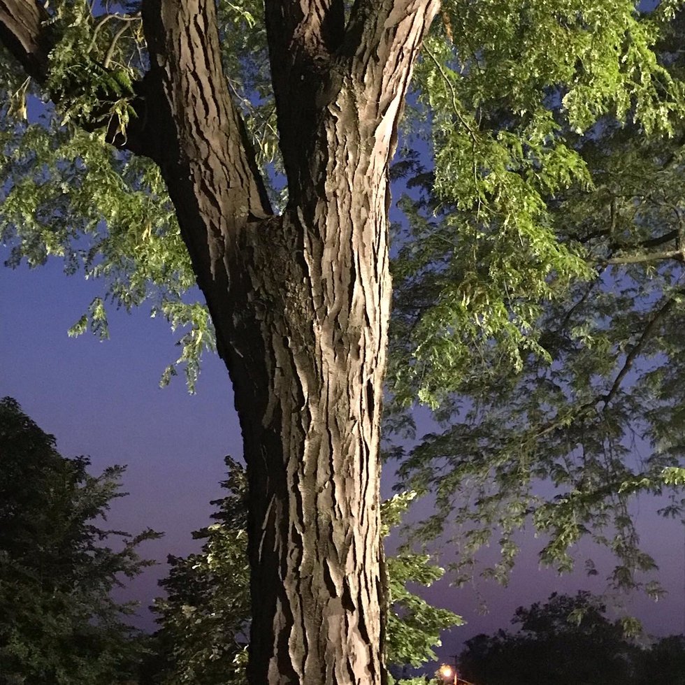 A black locust tree at Northam Park after sunset. Photo by Jackie Gregg.JPG