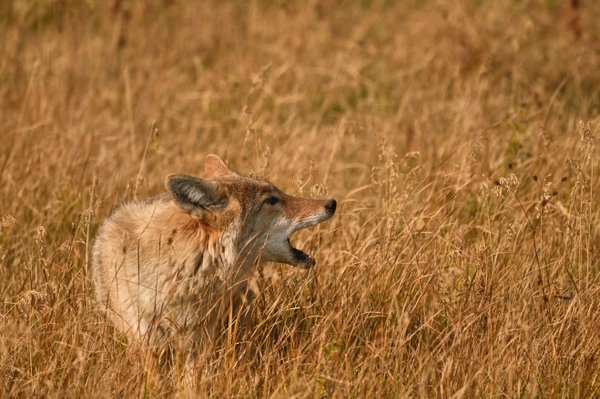 coyote photograph by Joyce Cleary