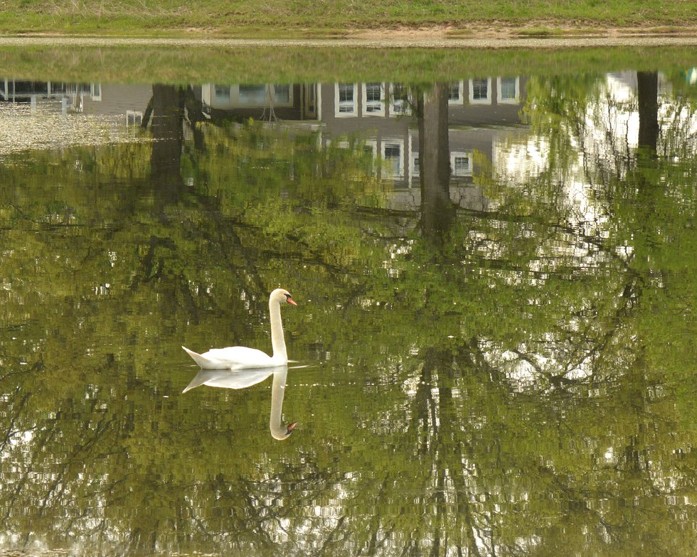 4 Migrating Swan at Riviera Park.jpg