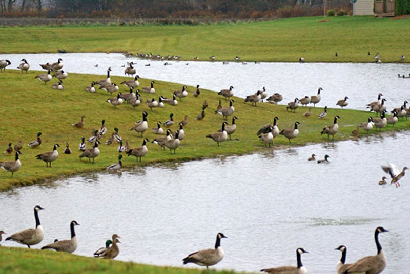 Geese-on-pond-1.jpg