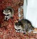 TWO BABY RACOONS   PATRICIA HUNTER.jpg
