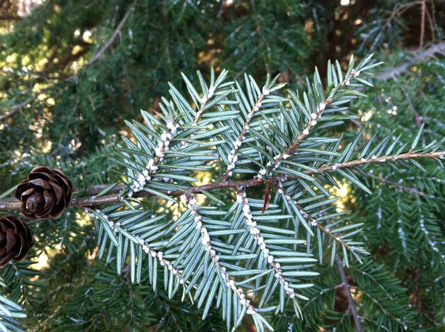 Be on the Lookout for Hemlock Woolly Adelgid