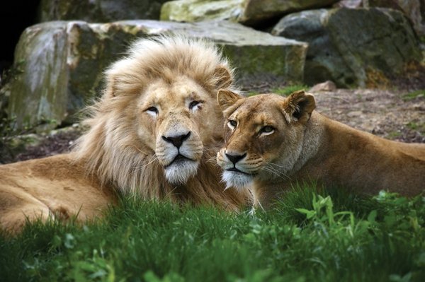 Wildlife Academy - Lions