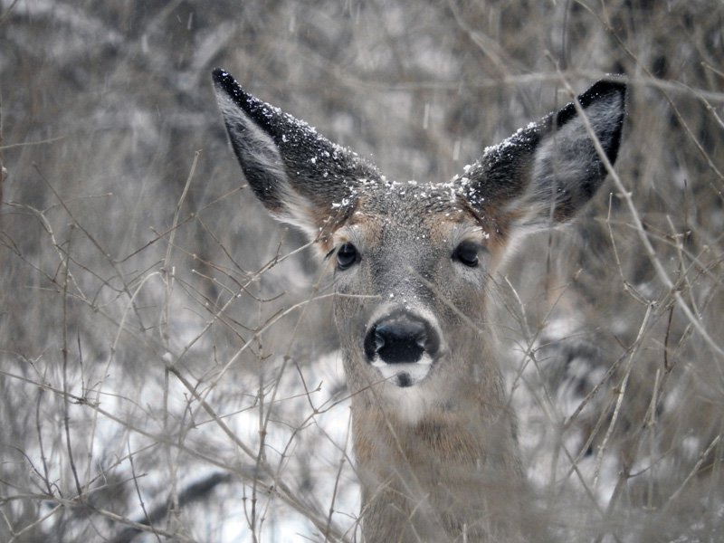 deer in snow 050a.jpg