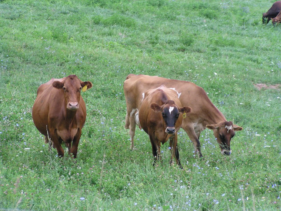 Snowville Cows 2.jpg