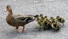 mama duck and babies.jpg